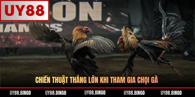 Chiến thuật thắng lớn khi tham gia chọi gà